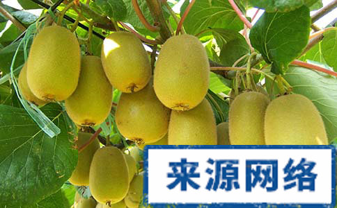 哪些水果能快速減肥 吃什麼水果能消脂 吃了能消脂的水果有哪些