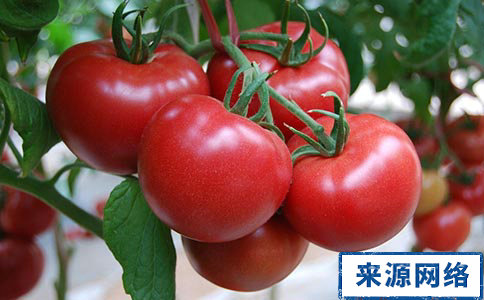 吃什麼水果減肥效果好 吃什麼蔬菜能減肥 哪些蔬菜水果吃了能減肥