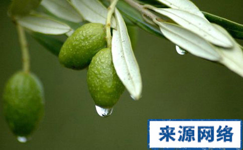低熱量的果蔬有哪些 哪些果蔬是低熱量的 低熱量的減肥果蔬是什麼