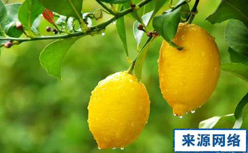 吃什麼水果能減肥 吃了能減肥的水果有哪些 哪些水果吃了能減肥