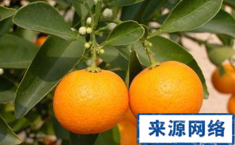 金桔的好處 金桔可以減肥嗎 金桔怎麼減肥