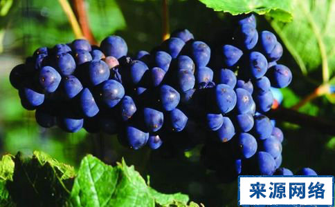吃葡萄好處多 吃葡萄能減肥嗎 葡萄的功效 吃葡萄能減肥嗎 葡萄的減肥方法