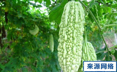 苦瓜的熱量 苦瓜減肥方法 吃苦瓜可以減肥嗎