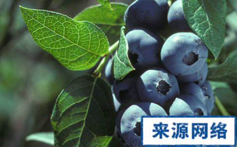 每天吃水果能減肥嗎 怎麼吃水果減肥 水果減肥的方法