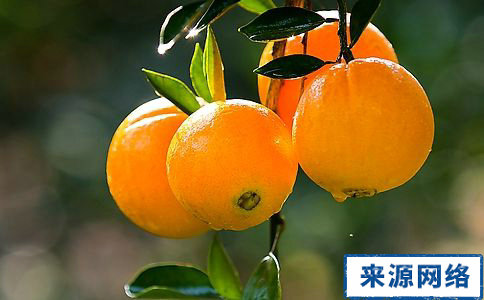 橙子的功效 吃橙子能減肥嗎 吃橙子會胖嗎
