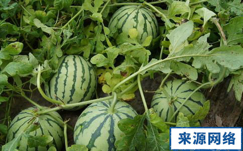 減肥能吃西瓜嗎 吃西瓜減肥 西瓜能減肥嗎