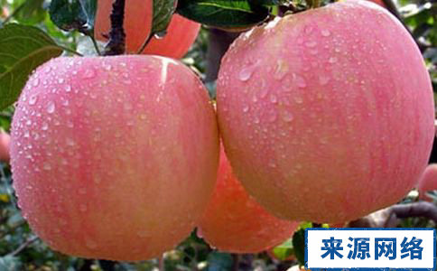 排毒減肥的食物 如何排毒減肥 排毒減肥食譜	