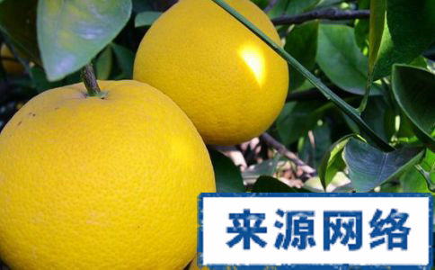減肥吃什麼 吃什麼食物可以減肥 減肥的方法