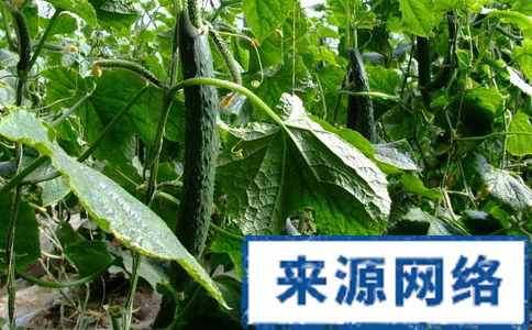 減肥吃什麼 吃什麼食物可以減肥 減肥的方法