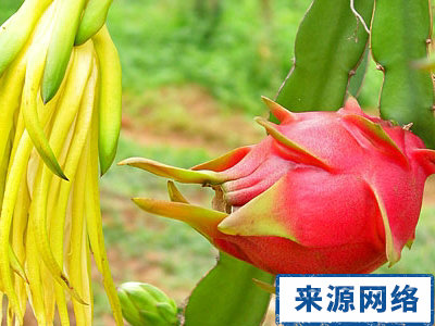火龍果的功效 火龍果能減肥嗎 多吃火龍果有哪些好處 火龍果的美白效用 火龍果的營養價值 