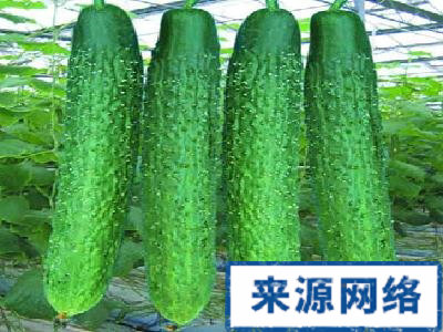 黃瓜的功效 黃瓜的營養價值 黃瓜排毒養顏功效 吃黃瓜減肥 