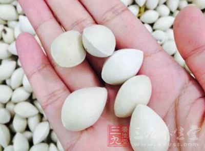 又稱銀杏，不同於開心果，它含有多種植物毒素