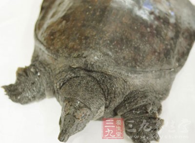 有滋陰涼血作用,為清補佳品 有滋陰涼血作用,為清補佳品