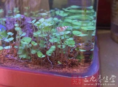 用現成的魚缸。魚缸都有增氧設備,是現成的好工具了 用現成的魚缸。魚缸都有增氧設備,是現成的好工具了