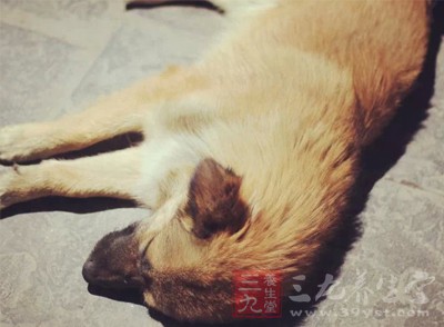 多是因為寄生在狗的小腸內的犬絛蟲隨糞便排出的蟲卵常粘附在狗身上 多是因為寄生在狗的小腸內的犬絛蟲隨糞便排出的蟲卵常粘附在狗身上