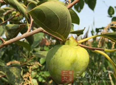 柿子葉不但可以用於制作飲品，還可以通過相應的調理制作成食物