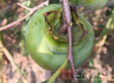 新鮮柿子有涼血止血作用