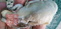 而這些微生物最終會進入生蚝消費者的口中