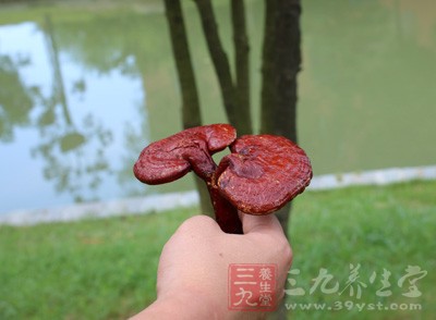 對高血脂病患者,靈芝可明顯降低血膽固醇 對高血脂病患者,靈芝可明顯降低血膽固醇