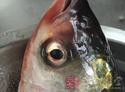 大家在吃火鍋的時候最好不要點魚頭吃