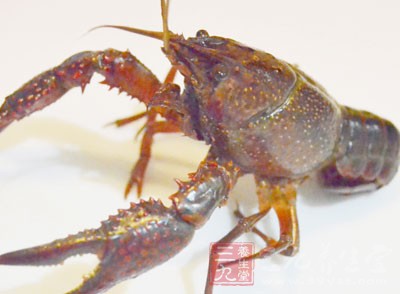 美國某大學研究人員通過實驗發現，蝦等貝殼類食物中
