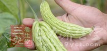 脾胃虛寒者不宜多食和生食苦瓜