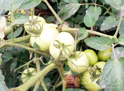 因為沒有成熟的西紅柿中含有龍葵素,人食入後會出現惡心、嘔吐等中毒現象 因為沒有成熟的西紅柿中含有龍葵素,人食入後會出現惡心、嘔吐等中毒現象