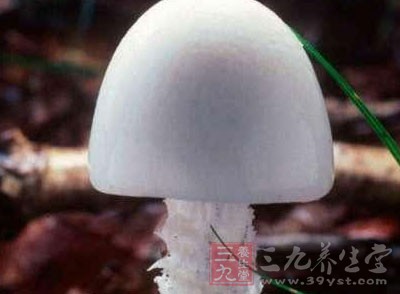 “毀滅天使”(Destroying- Angel)學名為Amanita virosa