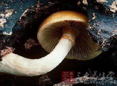 世界各地氣候溫和的地方都可以看到紋緣盔孢傘(即秋日小圓帽，Autumn Skullcap)的身影