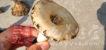 主要是由於蘑菇中含有的毒素引起的
