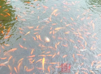 現代魚肉的污染問題 現代魚肉的污染問題