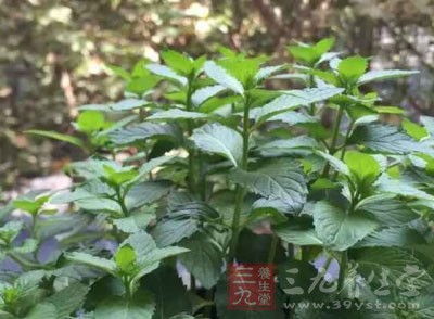 每天吃什麼、怎麼吃與健康長壽關系密切