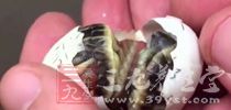 易引發亞硝酸鹽致癌