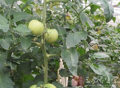經測定,未成熟的青西紅柿含有毒性物質、叫龍葵素 經測定,未成熟的青西紅柿含有毒性物質、叫龍葵素