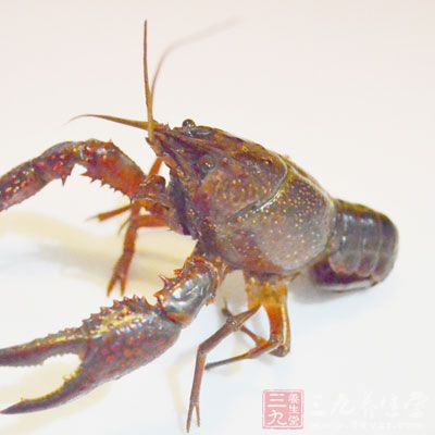 龍蝦屬於水產富含高蛋白 龍蝦屬於水產富含高蛋白