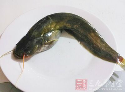 鲶魚的確髒得嚇人，只是很多人都不知道