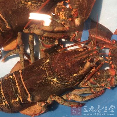 活龍蝦在買來後,最好放在清水裡養24—36小時 活龍蝦在買來後,最好放在清水裡養24—36小時