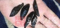 咀嚼槟榔之所以能導致口腔癌，是因為槟榔中的槟榔生物鹼