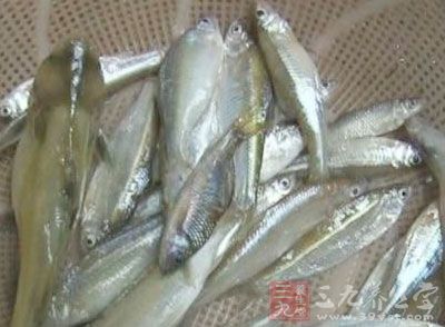 光唇魚,當地稱之為淡水石斑魚 光唇魚,當地稱之為淡水石斑魚