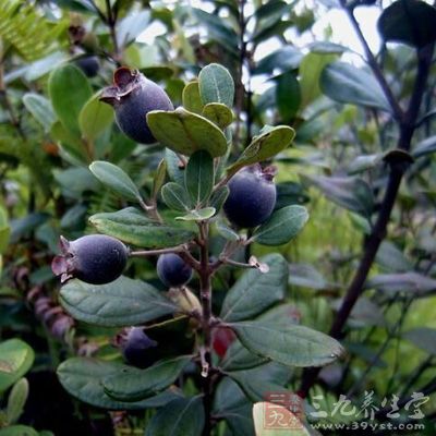 大家在郊游時，千萬不要隨意采摘野果、野菜等食用