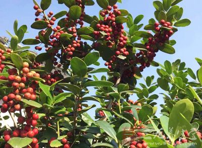 野果雖美味，但不是任何野果都能吃的