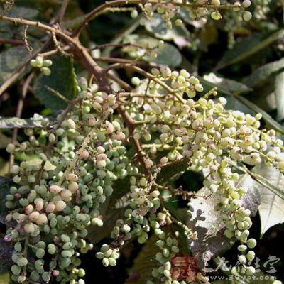 誤食鹽膚木會引起強烈刺激