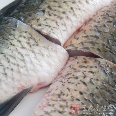 一般人都認為吃魚越新鮮越好,因此喜歡活殺現吃 一般人都認為吃魚越新鮮越好,因此喜歡活殺現吃