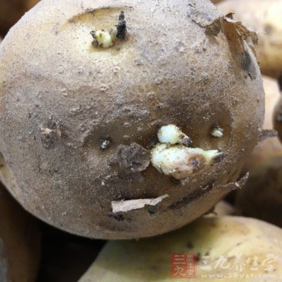 土豆並非春季的應季食物