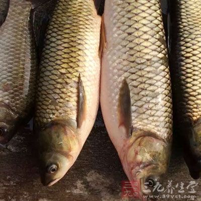 山藥和魚是不能一起吃的，包括鯉魚、鲫魚等等