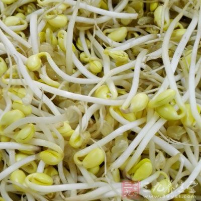很多家庭喜歡挑選沒有須根、莖粗短、頂芽小的豆芽菜食用 很多家庭喜歡挑選沒有須根、莖粗短、頂芽小的豆芽菜食用