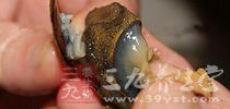 田螺當中含有數十種寄生蟲