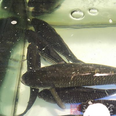 所以我們在買魚的時候,建議選購鲫魚的時候,最好買半斤以下的 所以我們在買魚的時候,建議選購鲫魚的時候,最好買半斤以下的