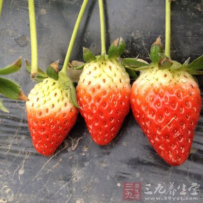 草莓能提神醒腦，首先源於它含有豐富的維生素C，維生素C有助於人體吸收鐵質，使細胞獲得滋養