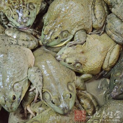 用生蛙肉或蛇肉局部貼敷傷口或患處而獲感染